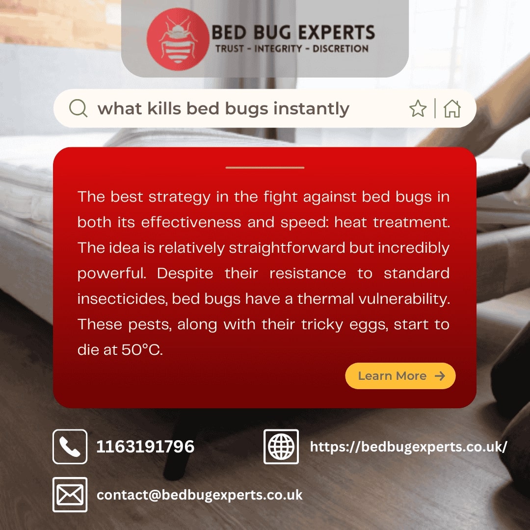 What Kills Bed Bugs Instantly? Effective Solutions by Bed Bug Expert